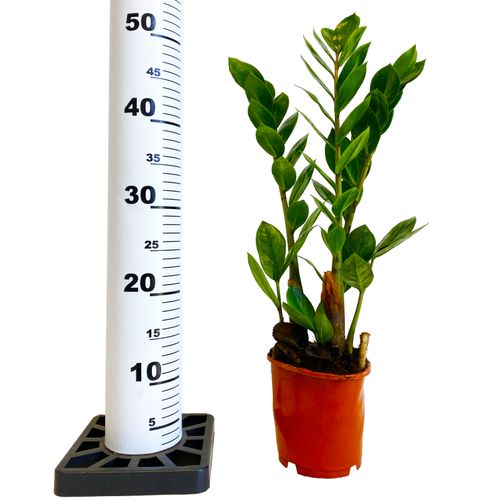 ZAMIOKULKAS (ZAMIOCULCAS) 50cm na Arena.pl