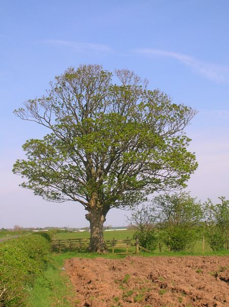 Klon Jawor (Acer Pseudoplatanus) 50/80cm zdjęcie 3