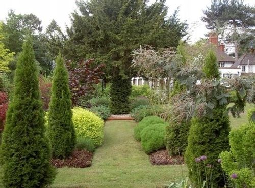 Tuja SZMARAGD 40-50cm w doniczkach P9 na Arena.pl