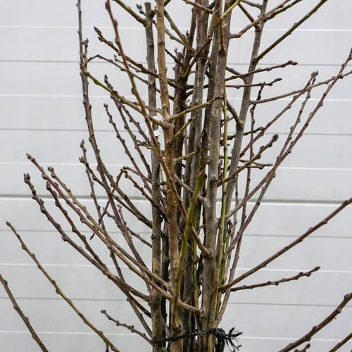 SADZONKI DRZEWKA OWOCOWE ŚLIWA WĘGIERKA DĄBROWICKA STARA POLSKA na Arena.pl