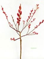 Wierzba smukłoszyjkowa 'Mt Aso' na pniu w  doniczkach C2,100-120cm