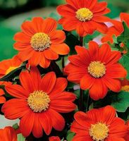 NASIONA Kwiatów Titonia Pomarańczowa Wysoka 1g Kwiaty 400008