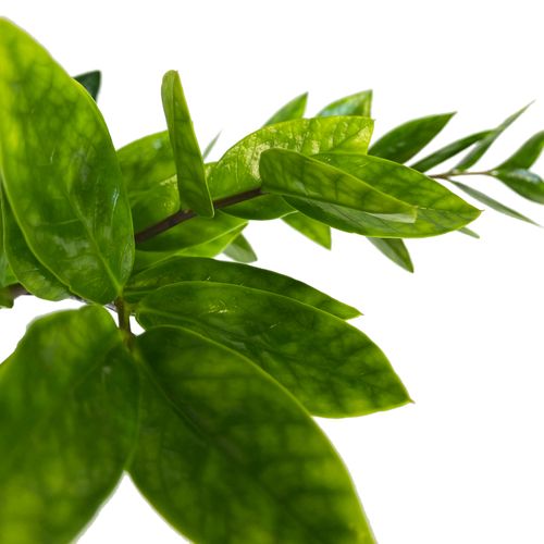 ZAMIOKULKAS (ZAMIOCULCAS) 70cm na Arena.pl