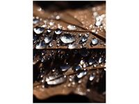 50X70CM WCZESNA JESIEŃ JENNY DOWNING OBRAZ PION ŚCIAN