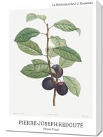 Obraz 50x70cm Design Prune Fruit, Redoute Vintage do Salonu