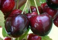 CZEREŚNIA UKRAIŃSKA duże słodkie soczyste owoce - sadzonki 50 / 90 cm