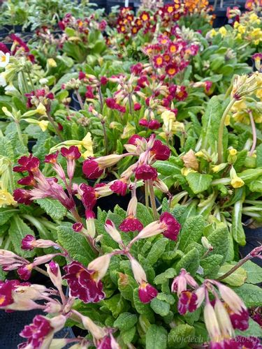 Pierwiosnek wyniosły mix sadzonka zwiastun wiosny na Arena.pl