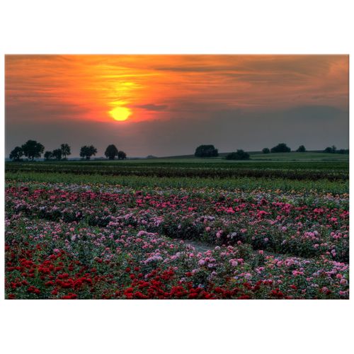 70X50 Obraz Na Płótnie Do Salonu na Arena.pl