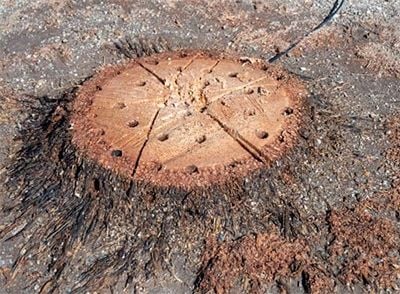 Grzybnia do rozkładu pni i korzeni 750ML NATURALNA na Arena.pl