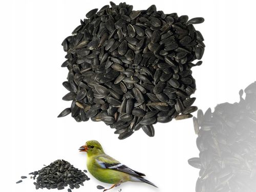 Czarny Słonecznik Ziarna Czyszczony Karma PREMIUM Dla Ptaków I Gołębi 10 kg na Arena.pl