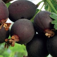 Porzeczkoagrest Josta soczyste owoce 2L