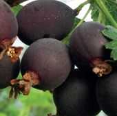 Porzeczkoagrest Josta soczyste owoce 2L