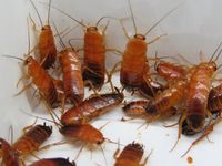 Karaczan turecki średni 250 szt. +Pokarm dla owadów gratis ( Exotic Leszno)