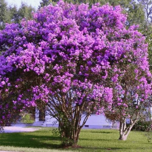 Lagerstremia indyjska VIOLA Fioletowa Lagerstroemia Lilak Bez południa 1L na Arena.pl