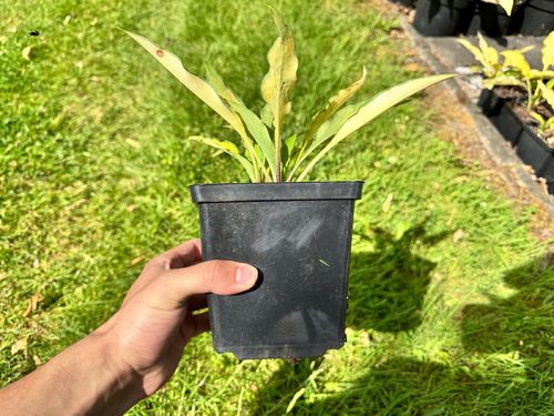 Funkia Hosta 'Pineapple Upsidedown Cake' W DONICZCE 2.0L, Żółta Dekoracyjna na Arena.pl