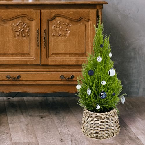 Cyprys Goldcrest Wilma 120 cm na Arena.pl