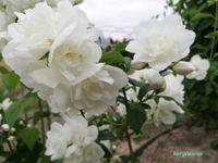Jaśminowiec 'Virginal' (Philadelphus) w P11, wysokość 40-60 cm