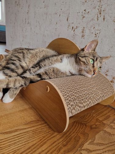 Drapak Dla Kota Sofa Łóżko Legowisko Karton Do Drapania Kanapa Kotka 60 cm na Arena.pl