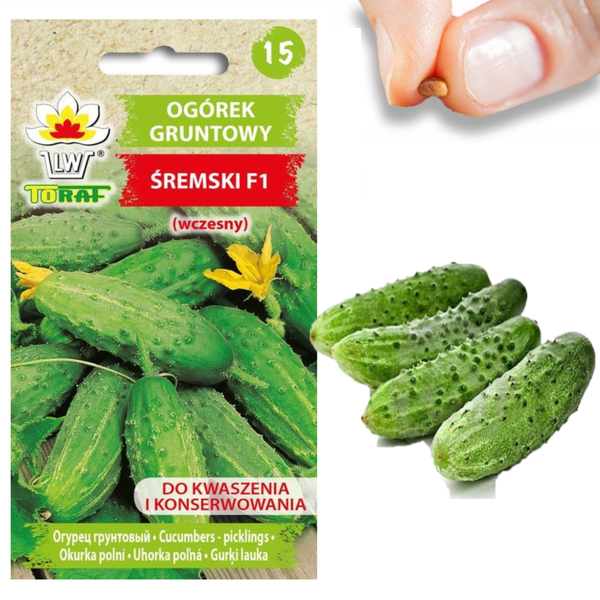 OGÓREK GRUNTOWY NASIONA OGÓRKA ŚREMSKI F1 WCZESNY ZIELONY ODPORNY 5G zdjęcie 1