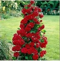 RÓŻA pnąca odporna na mróz bordowa - sadzonki 20 / 30 cm