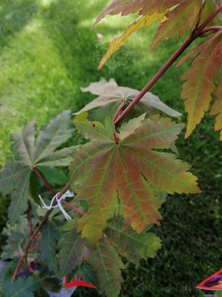 Klon ussuryjski rzadkość w ogrodach zdjęcie 4