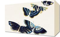 Obraz 30x20cm Butterfly 17, Sekka Japoński Vintage do Salonu