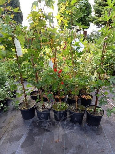 Klon ściętolistny rzadka odmiana ciekawostka na Arena.pl