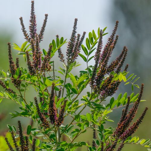 AMORFA krzewiasta Indygowiec Miododajny Do 80kg/ha Sadzonki w doniczkach 1L na Arena.pl