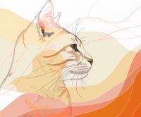 Plakat 60x50cm Delikatny Profil Kota