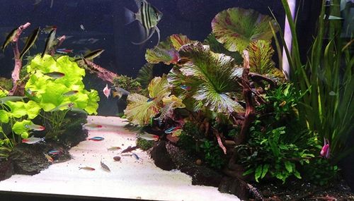 PIASEK KWARCOWY DO AKWARIUM - NAJCZYSTSZY 0,5-1,2 15 KG Drobny, Jasny na Arena.pl