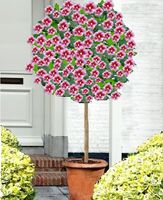 HIBISKUS NA PNIU Tower Purple - sadzonki 100 / 130 cm