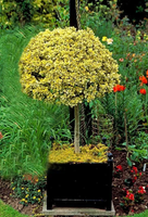 TRZMIELINA na pniu  żółto-zielona - sadzonki 140 / 160 cm