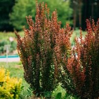 Berberys thunberga RED ROCKET Wąska kolumna P9