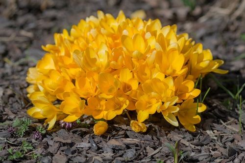 KROKUS cebulki WIOSENNY ŻÓŁTY ROMANCE do donic i gruntu 100 szt. + na Arena.pl