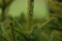 Świerk Schrenka fioletowe szyszki