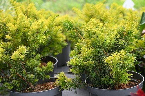 Cis pospolity Summergold - Taxus baccata na Arena.pl