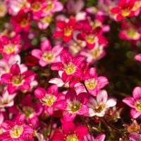 Skalnica Arendsa 'Touran Pink'  Różowa Skalniak (Saxifraga x arendsii)