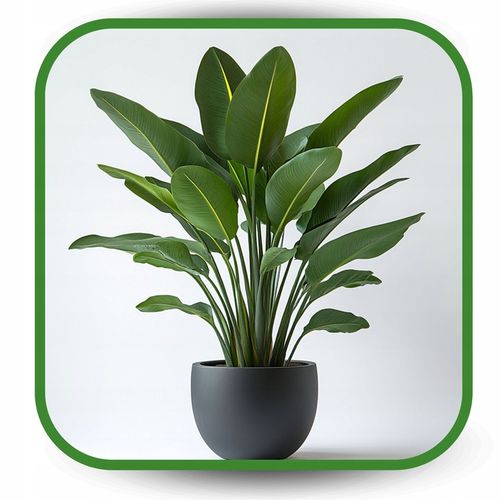 Ziemia do Strelicji i helikonii BIO Bigos Podłoże Premium 15L na Arena.pl