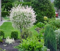 WIERZBA HAKURO szczepiona na pniu Pakiet 5 sztuk - sadzonki 110 / 130 cm