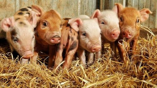 Słoma PSZENNA ściółka do budy dla psa ,ściółka pod truskawki 4KG na Arena.pl