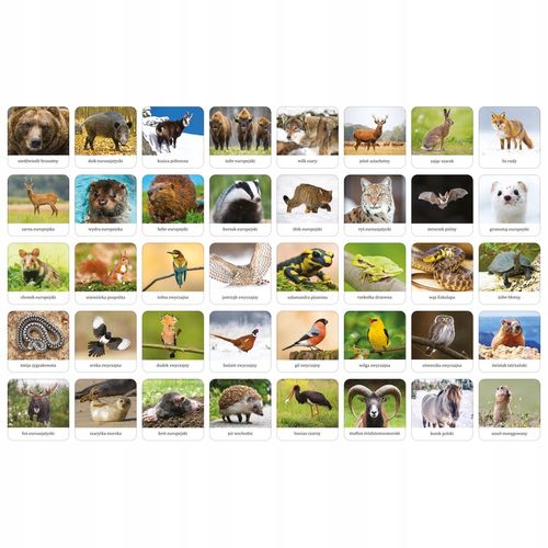 fauna polski - adamigo memory 7738 na Arena.pl