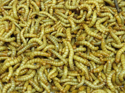 Mącznik młynarek Larwy 500ml+ Pokarm dla owadów gratis ( Exotic Leszno na Arena.pl