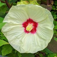 Hibiskus bylinowy 'Old Yella' Kremowy Ketmia (Hibiscus moscheutos) 2.0L