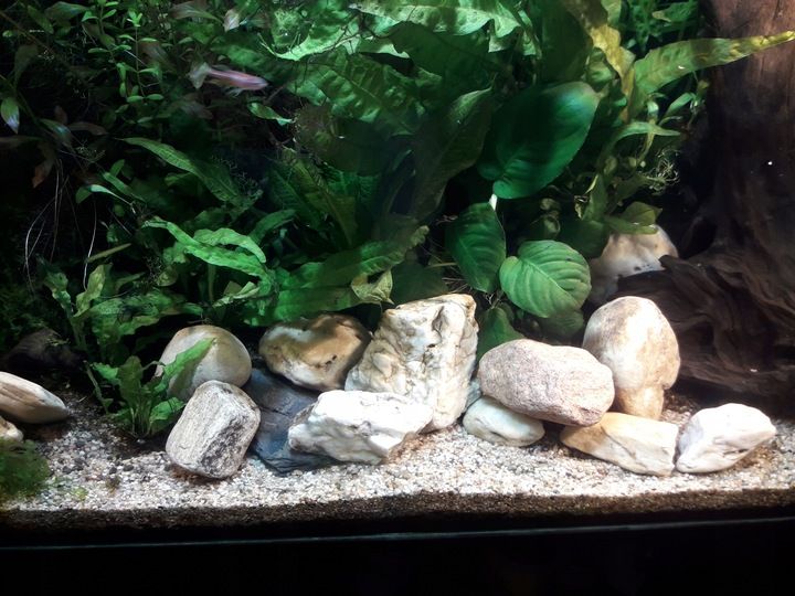 NATURALNY ŻWIREK 1-4 mm 25 kg AKWARIUM zdjęcie 13