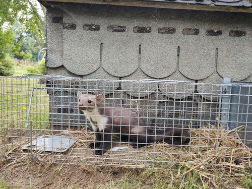 ŻYWOŁAPKA PUŁAPKA NA KUNY SZCZURY ŁASICE NORKI TCHÓRZE ŁASKI ŁAPKA na Arena.pl