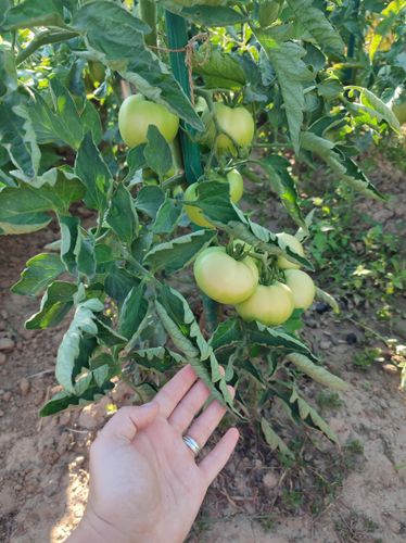 sum38 help plant wapń (ca) 20ml na Arena.pl