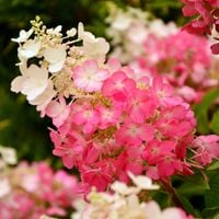 Hortensja bukietowa 'Pinky Winky' (Hydrangea paniculata) Doniczka 2.0L