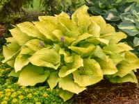 Funkia Shadowland COAST TO COAST Hosta Żółta Duża Sadzonki w doniczkach 2L