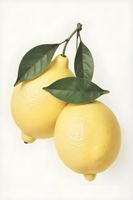 Plakat 20x30cm Nowoczesny Owoce I Dwie CytrynyI Pop Art Vintage