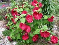 HIBISKUS czerwony - sadzonki 20 / 30 cm